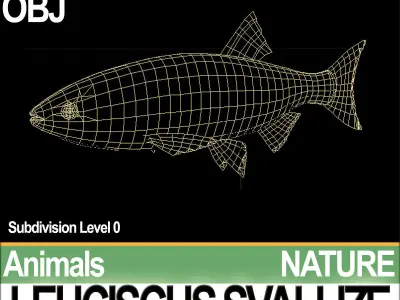 Leuciscus Svallize 3D model