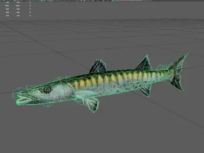 Barracuda Low-poly 3D model