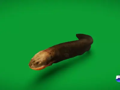 Electric Eel Fish Low-poly 3D model