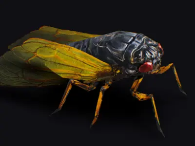 Cicada Insect Realistic Asian Bug Lowpoly Animated Low-poly 3D model
