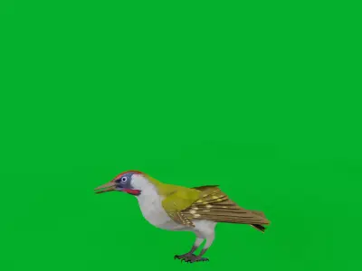 European Green Woodpecker Bird Low-poly 3D model
