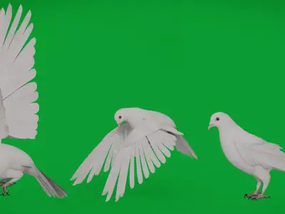 Dove Bird Low-poly 3D model