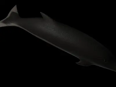 Dolphin Rigged Low-poly 3D model