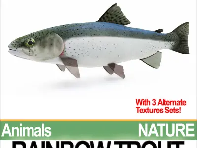 Rainbow Trout 3D model