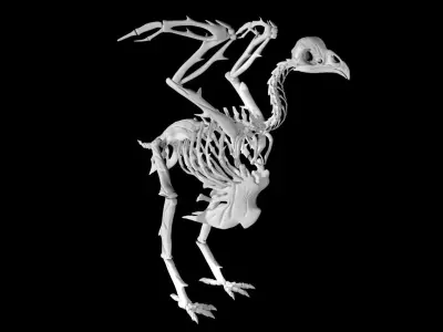 Chicken skeleton Low-poly 3D model