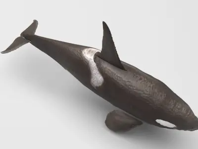 Ornicus Orca Whale 3D model