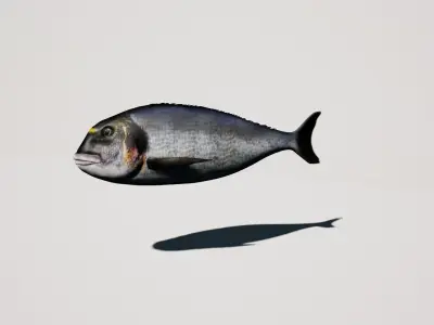 Gilthead Sea Bream mediterranean sea fish rigged animated Low-poly 3D model