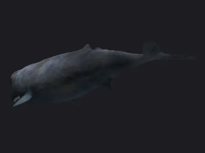 Sperm whale Blue Whales sea animals calves simple  3D model