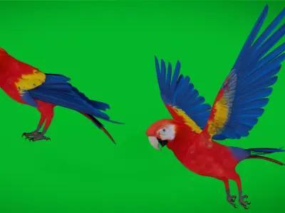 Scarlet Macaw Parrot  Low-poly 3D model