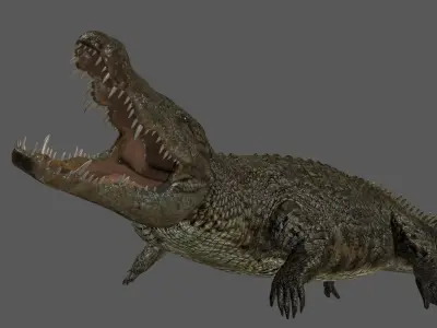 Crocodile PRO - 8K 3D Animated Crocodile Model   3D model