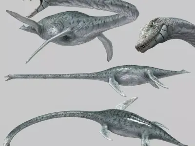 Real Plesiosaur Elasmosaur - 8K 3D model