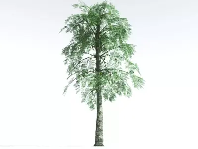 EVERYPlant Alethopteris Seed Fern 1 --12 Models-- 3D model