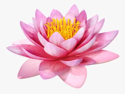 Blooming Nymphaea Siam Purple 3D model