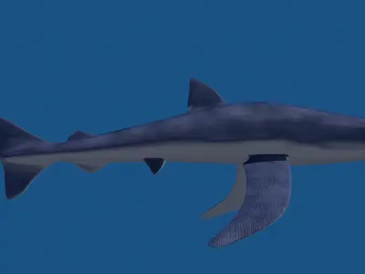 Blue Shark 3D model