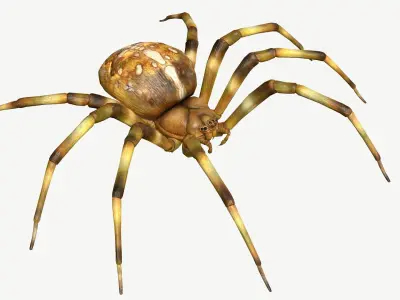 Orb Weaver Spider Low-poly 3D model
