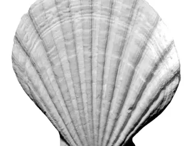 Sea Shell Scallop 3D model 3D model