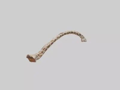 Giraffe Rib Low-poly 3D model