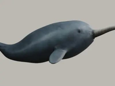 Narwhal with two tusks 3D model