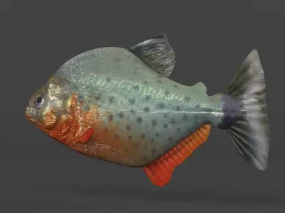 Piranha Fish 3D model