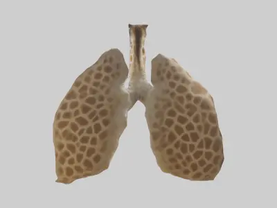 Giraffe Lungs Low-poly 3D model