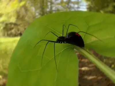 Spider Black Widow Free Free low-poly 3D model