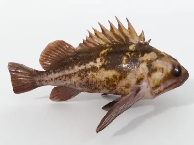 Bottom Fish Low-poly 3D model