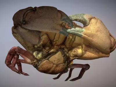 Scanned photorealistic Crab Low-poly 3D model