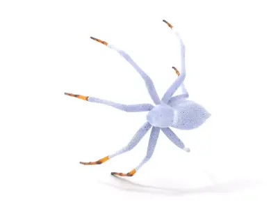 Desert Arachnid model pack Low-poly 3D model