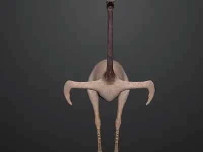 Realistic 3D model of Ostrich 3D model