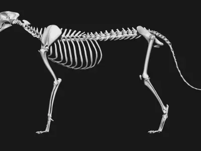 Cheetah Skeleton 3D model
