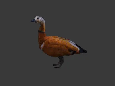 Duck 3d model Low-poly 3D model