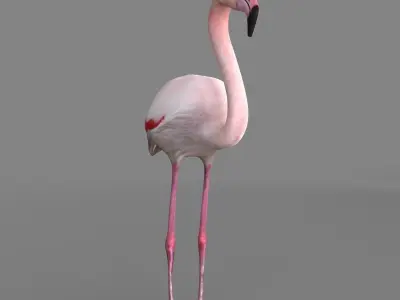 3D model Flamingo 3D model