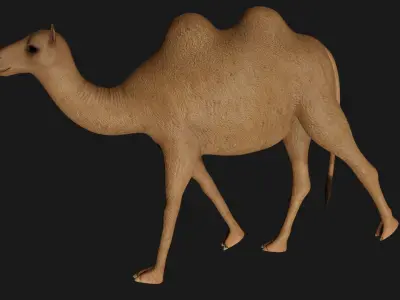 fully rigged low poly camel 3 Low-poly 3D model