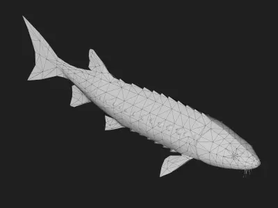 Sturgeon Low-poly 3D model