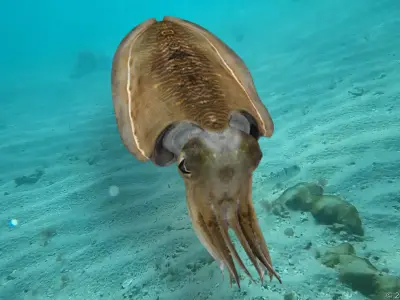 Realistic Cuttlefish Animated 3D model