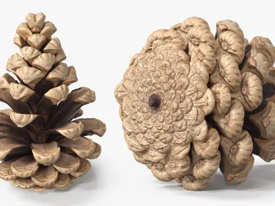 Partially Opened Pine Cone Brown 3D model