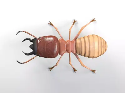 Termite insect Low-poly 3D model