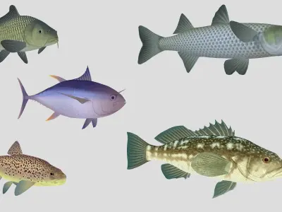 Fish Collection 05 Low-poly 3D model