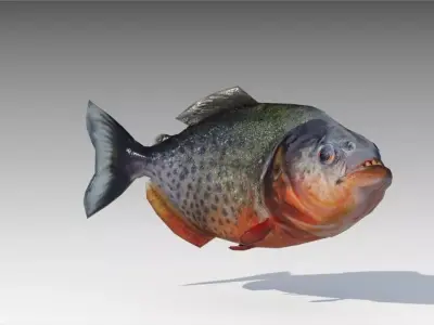 Piranha Animated Low-poly 3D model