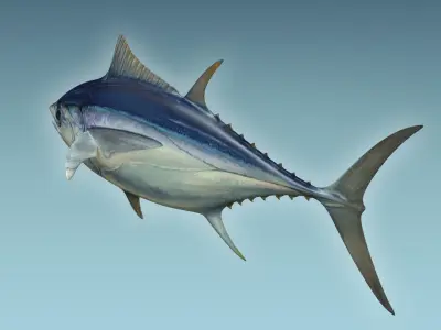 Yellowfin Tuna 3D model