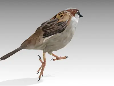 Sparrow flying in air Low-poly 3D model