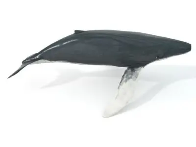 Whale Low-poly 3D model