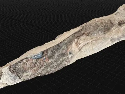 Peeling tree trunk in the real world 3d scan 3D model