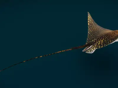 Ornate Eagle Ray 3D model