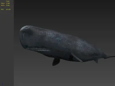 Sperm whale Blue Whales sea animals calves simple  3D model