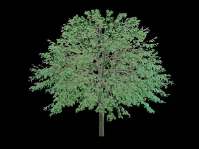 Cherry Tree Low Poly Free 3D model