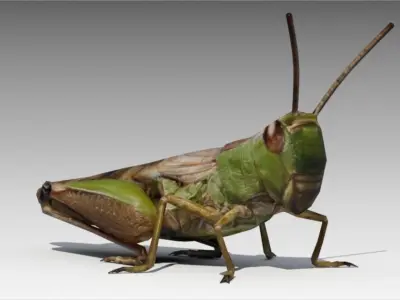 Grasshopper Animated Low-poly 3D model