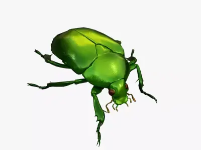 Green Scarab Beetle Green Chafer Mimela splendens gyllenhaal  Low-poly 3D model