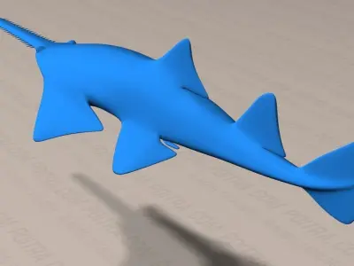 Smalltooth Sawfish - Pristis pectinata - Adult Male Fish -  3D model