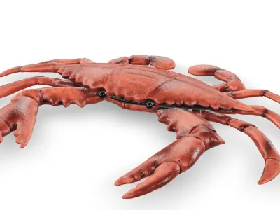 Crab 3D 3D model